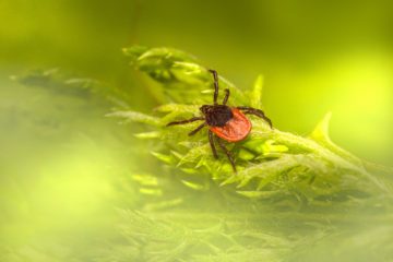 pexels erik karits 10431255